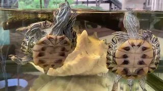 Watch these funny turtles slap each other