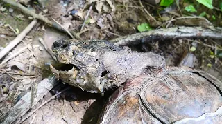 Мертвая каймановая черепаха. (Chelydra serpentina) Печальная находка.
