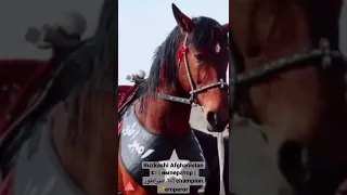 Buzkashi Afghanistan 🇦🇫| Emperor | император | امپراطور 🐎| champion 🏆