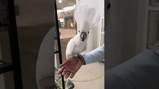 Talking white parrots, Dancing || So cute