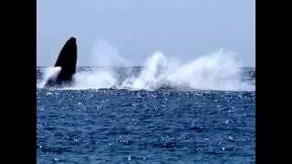 Whales. One Mile Beach Forster  NSW. Photos by Merryl