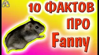 10 ФАКТОВ про ФАННИ / Джунгарский хомяк Фанни  / fanny hamster / мои хомки /  Alisa Easy и хомяки