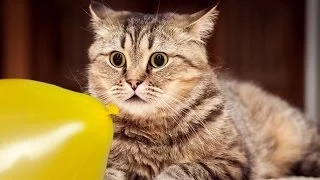 Cats and dogs vs balloons - Funny animal compilation