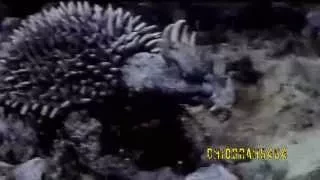 Anguirus - Never Surrender