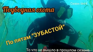 Подводная охота. По пятам зубастой.