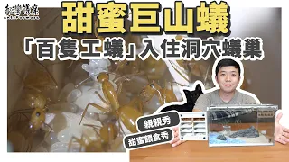 最高貴的「甜蜜巨山蟻」入住新厝！上百隻金色螞蟻大搬家｜超療癒親親、餵食秀｜螞蟻明星系列更新