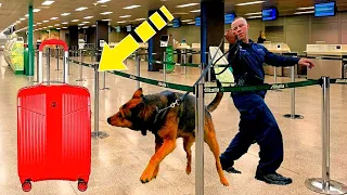 The dog suddenly rushed towards the suitcase. When they opened it, the police started crying!