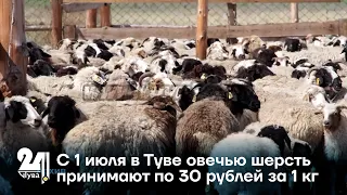 С 1 июля в Туве овечью шерсть принимают по 30 рублей за 1 кг