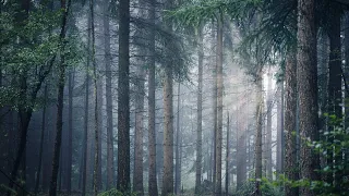 The sound of rain with the forest where dark elves are likely to come out