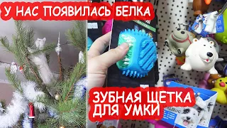 VLOG Закупка в зоомагазине. Зубная паста со вкусом МЯСА