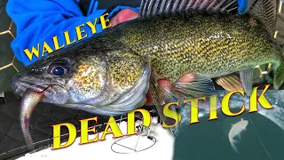 Dead Sticking Walleye Tricks