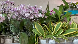🌸 ПРОДАЖА ОРХИДЕЙ. Подростки сортовых орхидей из АЗИИ от MIKI ORCHID/ Обзор орхидей. Орхидеи почтой.
