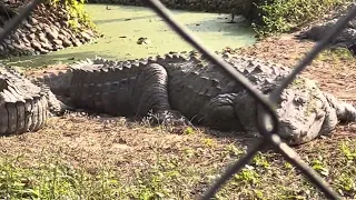 Hungry crocodile | Craziest crocodile at the zoo | Dangerous Crocodile