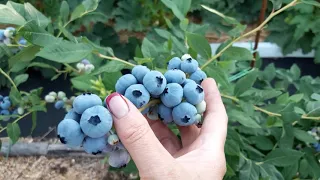 ГОЛУБИКА!Первый урожай!Огромные ягоды сорта ПАТРИОТ!#blueberry#сортголубикипатриот#голубика