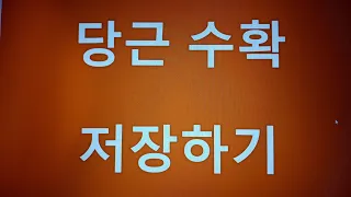 [텃밭농부.445]  당근수확 저장하기.당근재배.11월