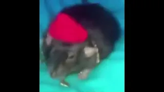 Gangster rat meme