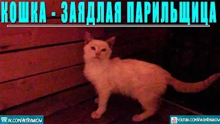 Кошка ЗАЯДЛАЯ Банщица - ПАРИЛЬЩИЦА. Кот в бане.