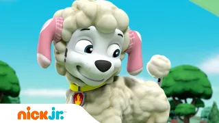 Patrulha Canina | Marshall Vestido de Ovelha🐑 | Nick Jr. em Português