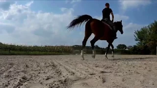 Александрийский конный завод.