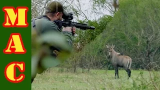 Nilgai Hunt in South Texas with FLIR! Warning: Kill Shot Shown.