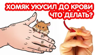 Хомяк укусил до крови - что делать? Почему хомяк кусается