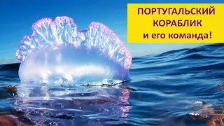 Португальский кораблик: красивый, опасный и загадочный.