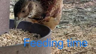 Pheasant feeding #gamekeeping #gamekeeper #pheasants