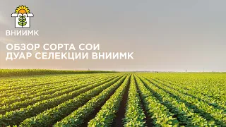 Обзор сорта сои Дуар селекции ВНИИМК🌿