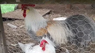 Handsome rooster.