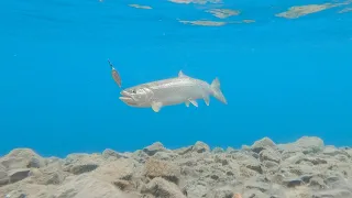 Lake Crescent Cutthroat Trout