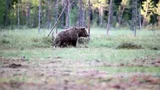 Brown Bear Watching in Suomussalmi Finland