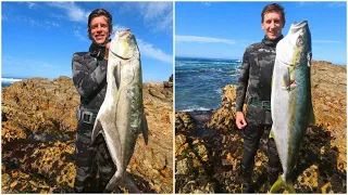 Yellowtail spearfishing Cape st Francis