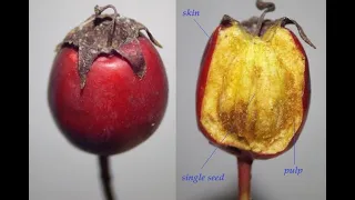 The Hawthorn Journey - Extracting Hawthorn Seeds by De-Pulping