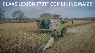 Claas Lexion 770TTT Combin Harvesting Maize un the UK