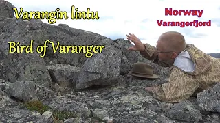 Varangin lintu. Bird of Varanger. Norway