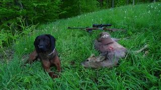 Hunting roe deer with Bavarian Mountain Hound in Slovenia