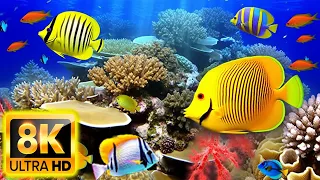 Colors Of The Ocean 8K VIDEO ULTRA HD - The Best Sea Animals for Relaxing, Sleep , Soothing Music