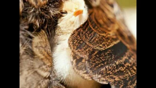 beautiful birds of azerbaijan