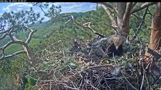 Гнездо солнечных орлов Алтына и Новы/Eastern imperial eagles Altyn&Nova  29.05.2024 14:34