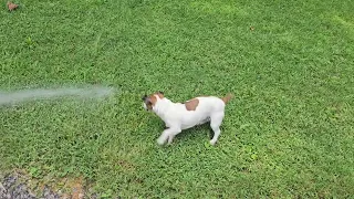 Jack Russell vs Water Hose