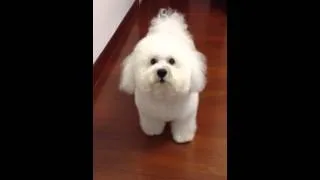 Bichon Frise is angry