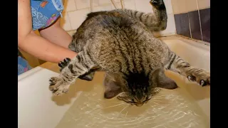 😺 Extreme swimming! 🐈 Funny video with cats and kittens for a good mood! 😸