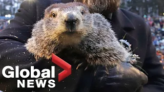 Groundhog Day:  Punxsutawney Phil makes his prediction for early spring