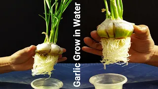 How to grow garlic in water is very easy, no care needed