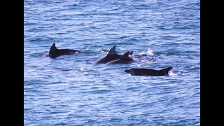 Dolphins Leaping Bronte Beach - By Cora Bezemer - Music Loyalty Freak