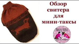 Обзор свитера для мини-таксы