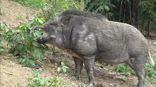 My biggest wild boar 150 kg I raised him. Weeding peanuts. Robert | Green forest life (ep300)