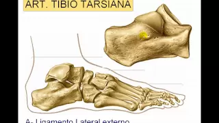 Articulación del tobillo