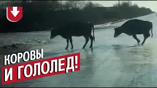 Реальное видео: коровы на льду!