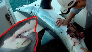 IFISH - MONSTER SHARK EATS SHARK (When shark fishing goes wrong!)